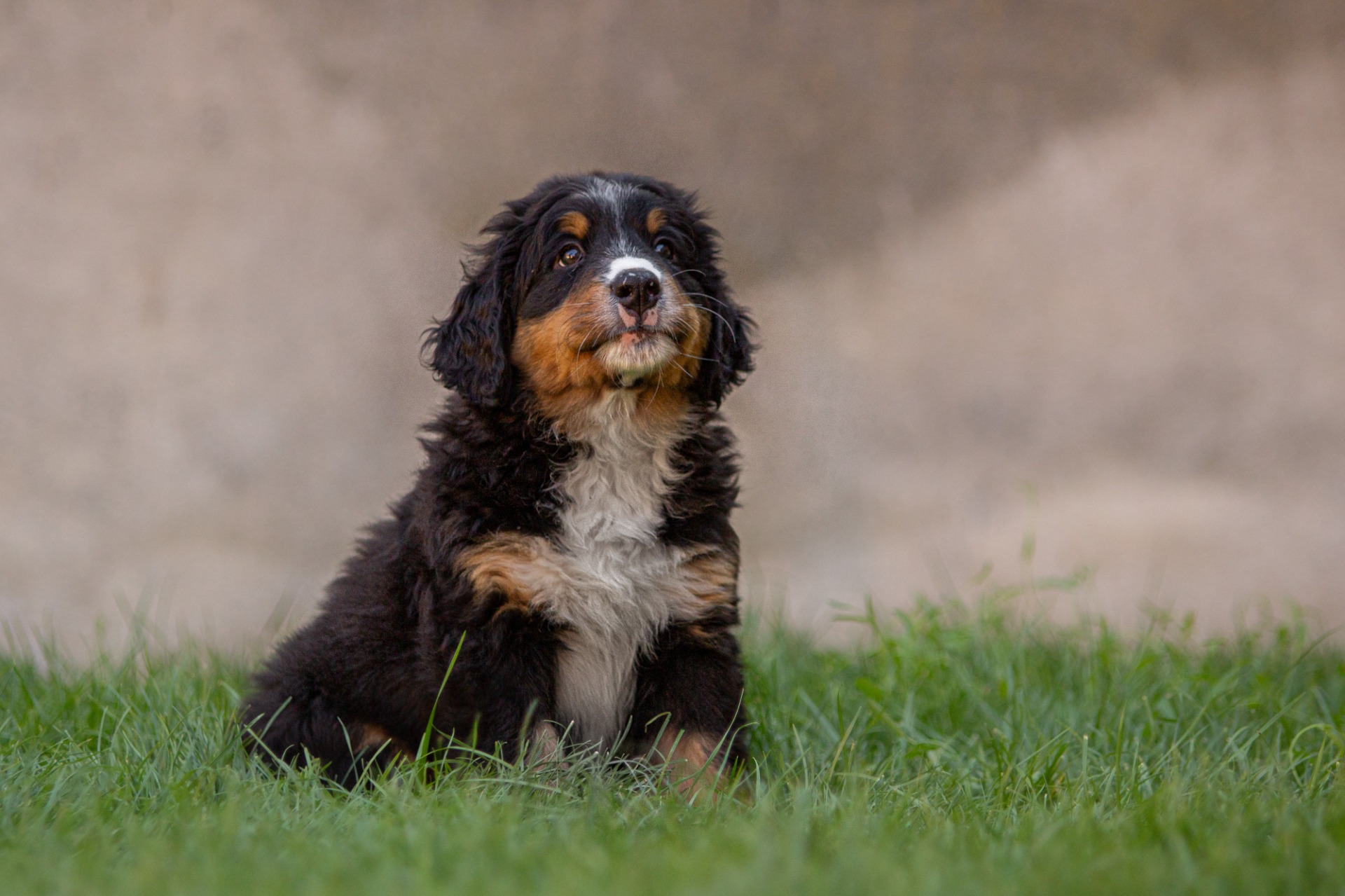 Bailey - fialová stužka