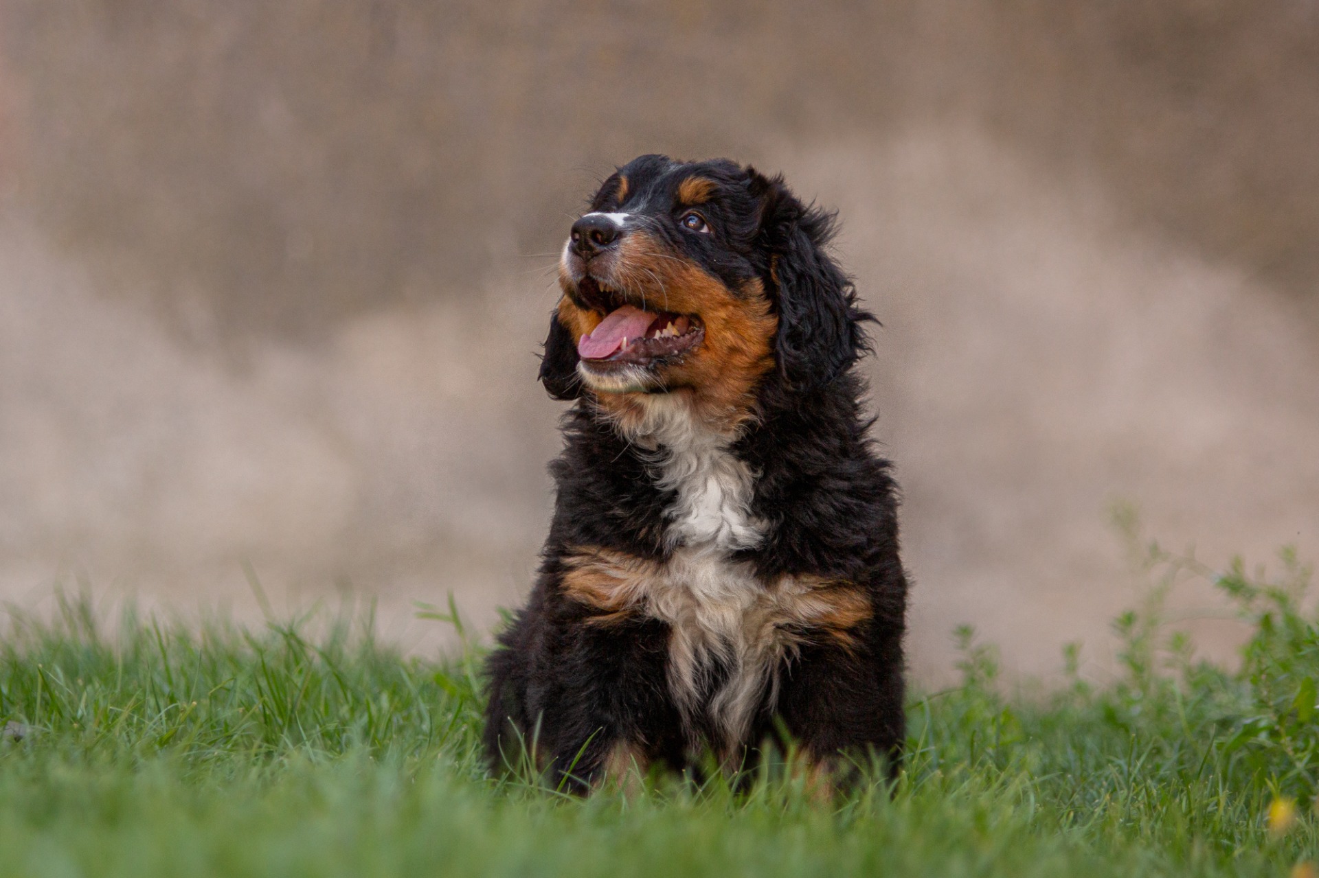 Barbarella - růžová stužka