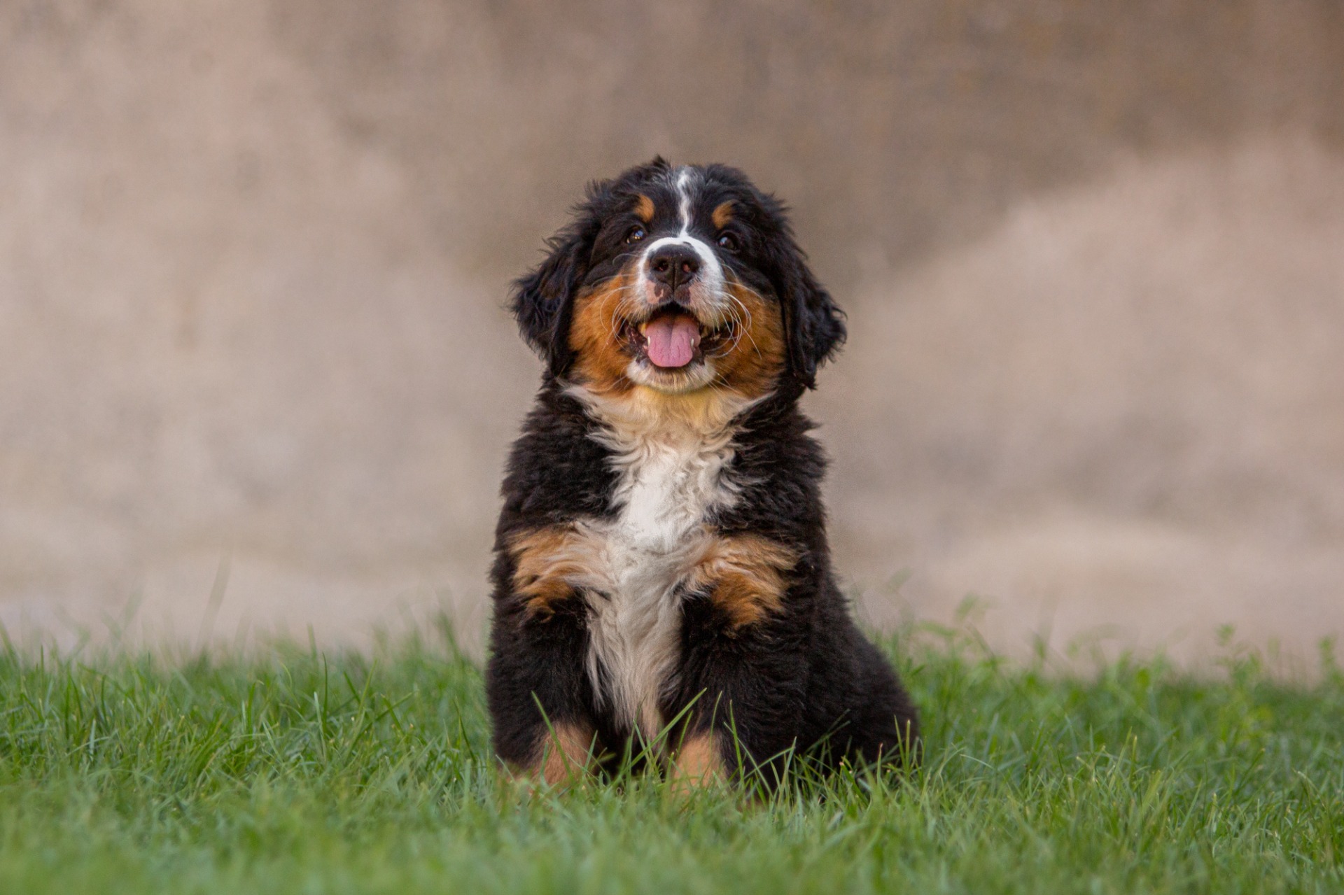 Benedict - zelená stužka