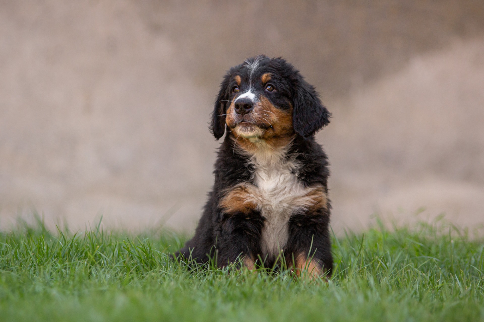 Big Dobby - modrá stužka