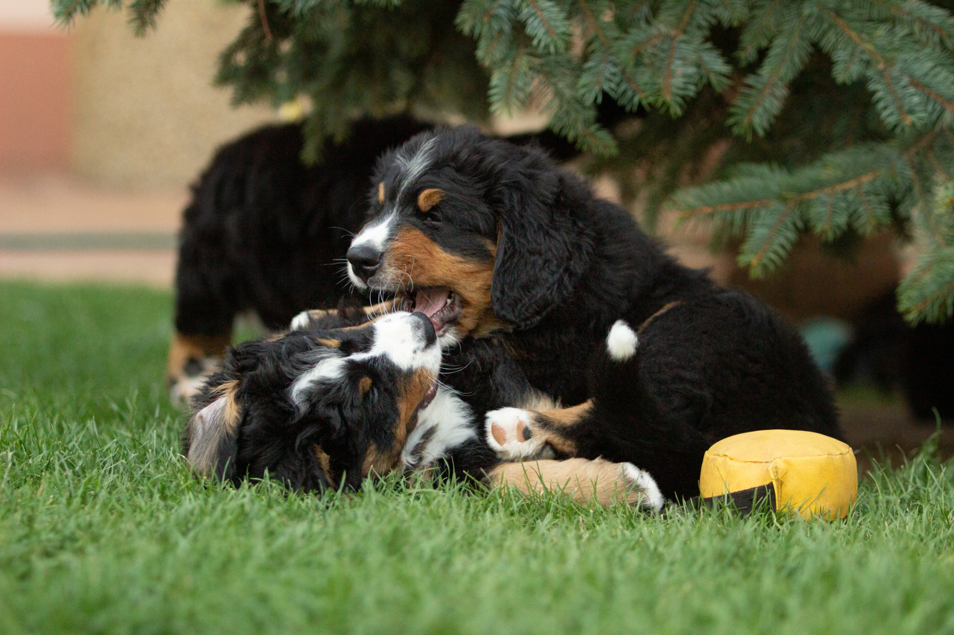 Společné foto vrhu B